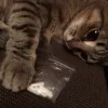 😿