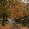 🍁