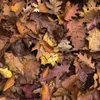 🍂