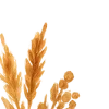 🍁