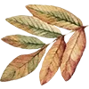 🍁