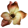 🌼
