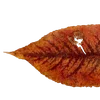 Эмодзи Autumn