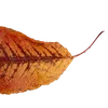 Эмодзи Autumn