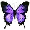 🦋