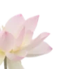 🌸