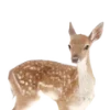 🦌