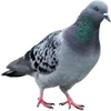 🐦