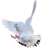 🕊️