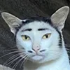 🐱