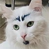 🐱
