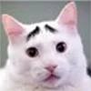 🐱