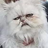 🐱