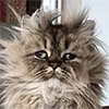 🐱