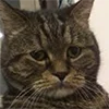 Эмодзи котики
