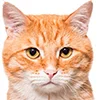 Эмодзи котики