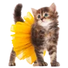 Эмодзи Кошки