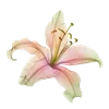 Эмодзи Flowers