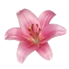 Эмодзи Flowers