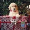 Эмодзи Christmas golden retriever