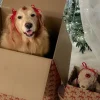 Эмодзи Christmas golden retriever