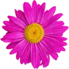 🌺