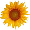 🌻
