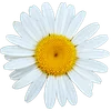 🌼