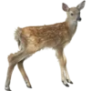 🦌