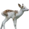 🦌