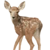 🦌