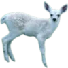 🦌