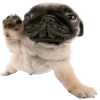 Эмодзи Doggy