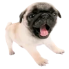 Эмодзи Doggy