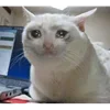 Эмодзи С кошечками