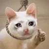 Эмодзи С кошечками
