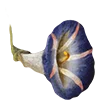 Эмодзи Flowers