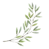 🌿