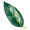 🍃
