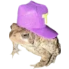 🐸