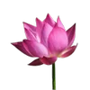 Эмодзи Green Pink