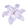 🌸