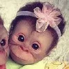Эмодзи Парные котики