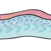 🐟