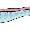 🐟