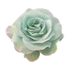 🌹