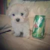 Эмодзи Dogs