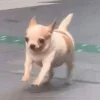 Эмодзи Dogs