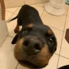 Эмодзи Dogs