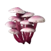🍄